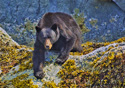 Ursus americanus